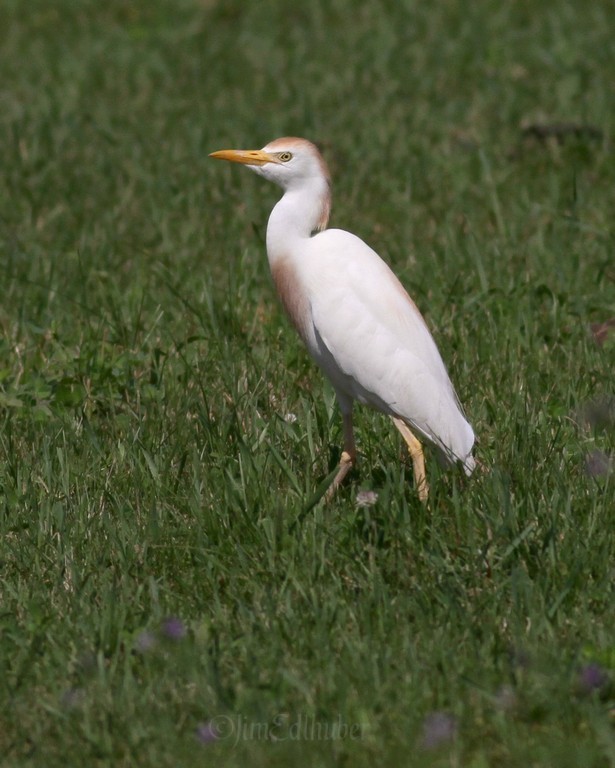 Cattle Egret - Fond dc lac County WI May 13, 2013
