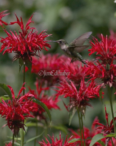 Ruby-throated Hummingbird on Red Bee Balm