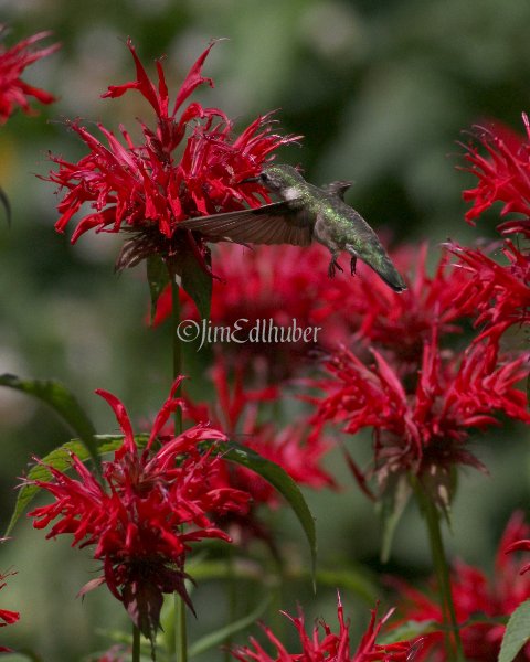 Ruby-throated Hummingbird on Red Bee Balm