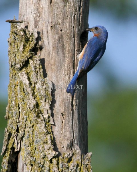 Eastern Bluebird