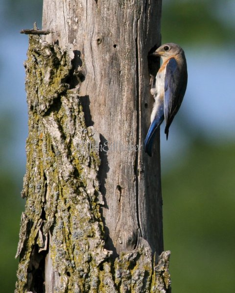 Eastern Bluebird
