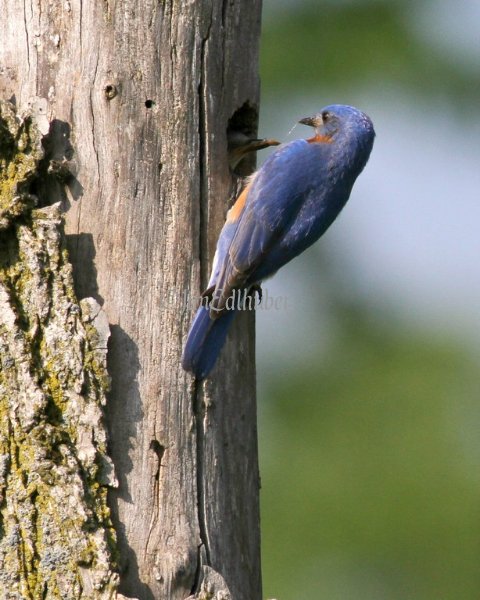 Eastern Bluebird