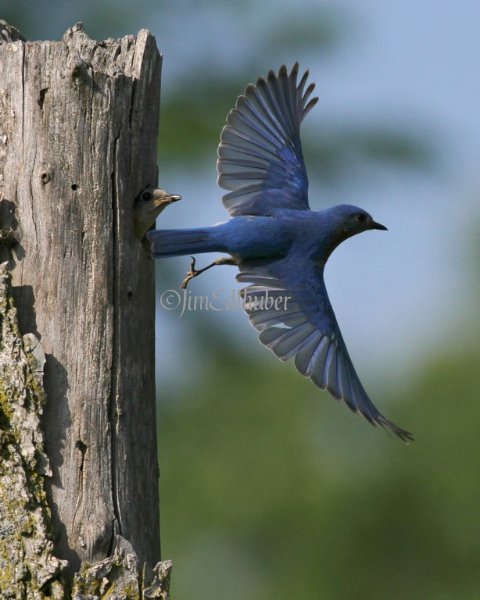 Eastern Bluebird
