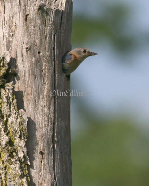 Eastern Bluebird