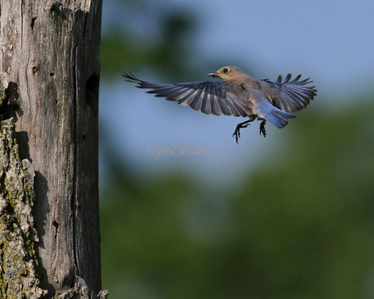 Eastern Bluebird