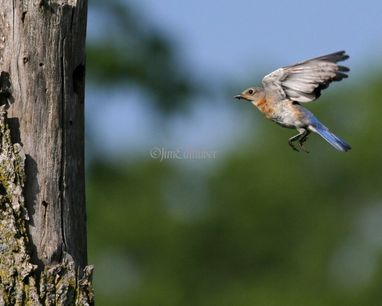Eastern Bluebird