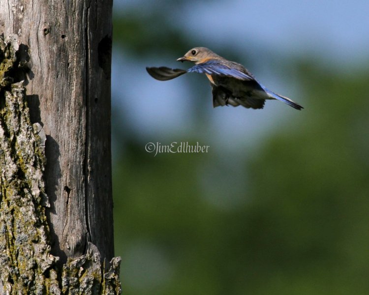 Eastern Bluebird