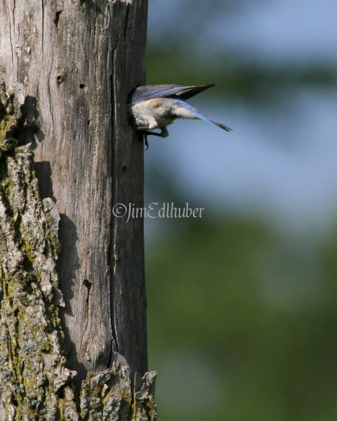 Eastern Bluebird