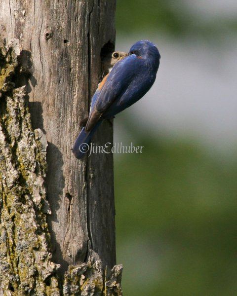 Eastern Bluebird