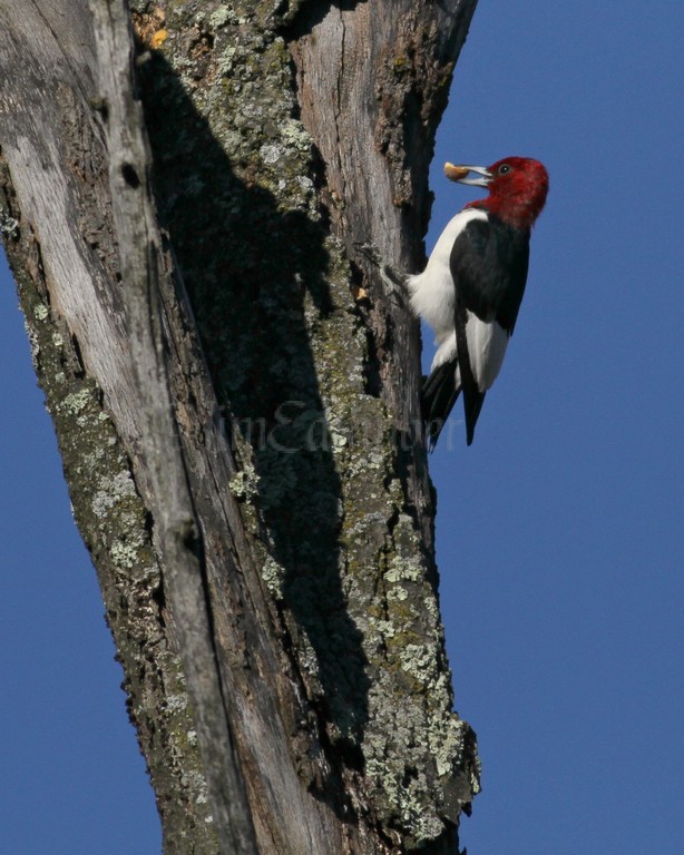 Red-Headed Woodpecker with acorn piece to hide under bark
