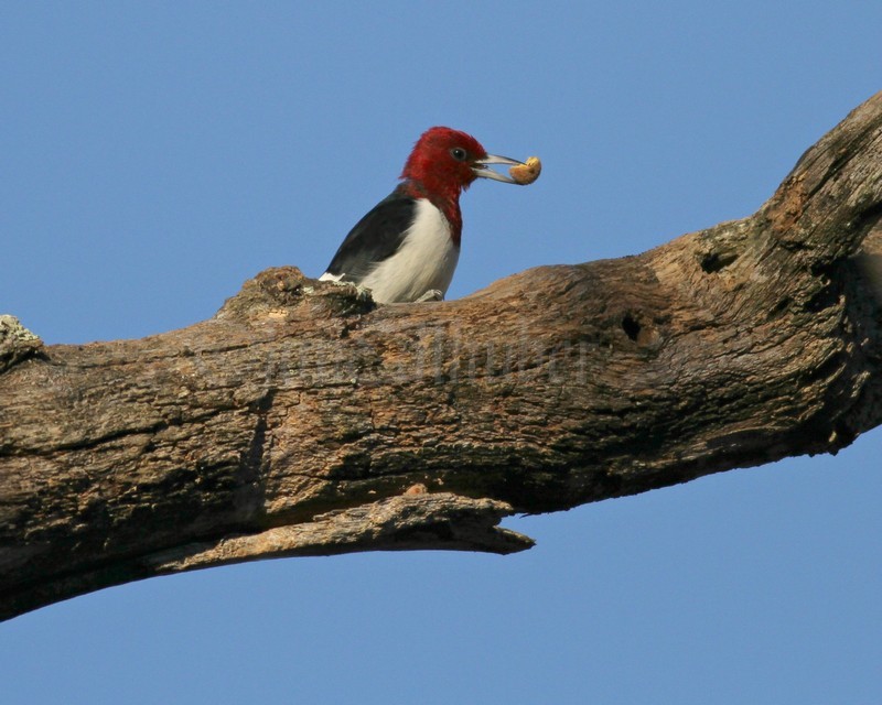 Red-headed Woodpecker just finished breaking apart the acorn with its bill in tree limb packet