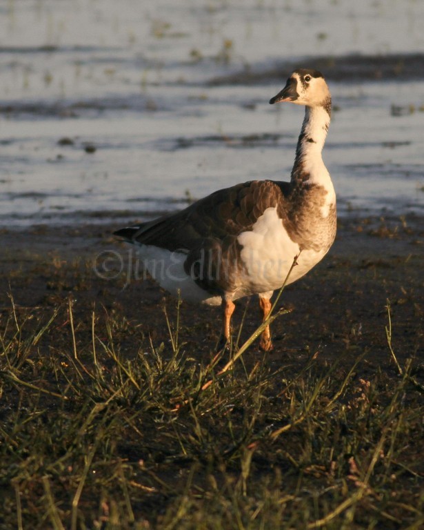 Canada Goose and domestic Graylag Goose