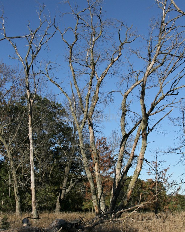 Dead oak where Red-headed Woodpecker was photographed