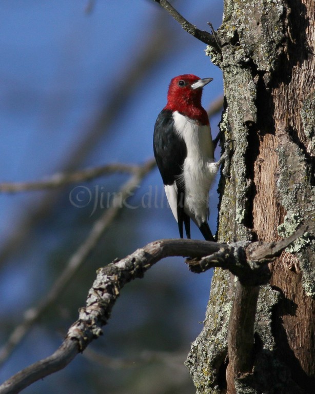 Red-headed Woodpecker hiding acorn piece