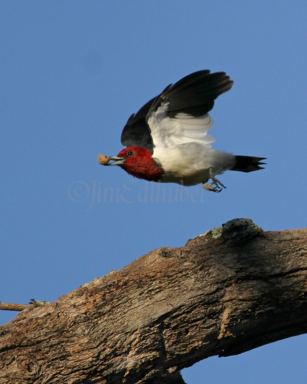 Red-headed Woodpecker takes flight to a nearby tree limb to hide the acorn piece behind bark