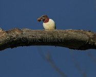 Juvenile Red-headed Woodpecker with acorn
