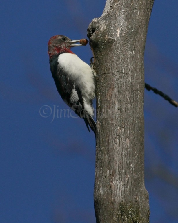 Juvenile Red-headed Woodpecker with acorn
