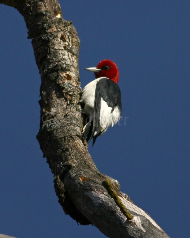 Adult Red-headed Woodpecker after dodging acorn cap
