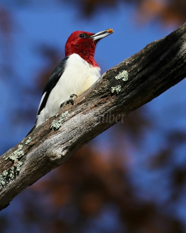 Adult Red-headed Woodpecker with acorn piece