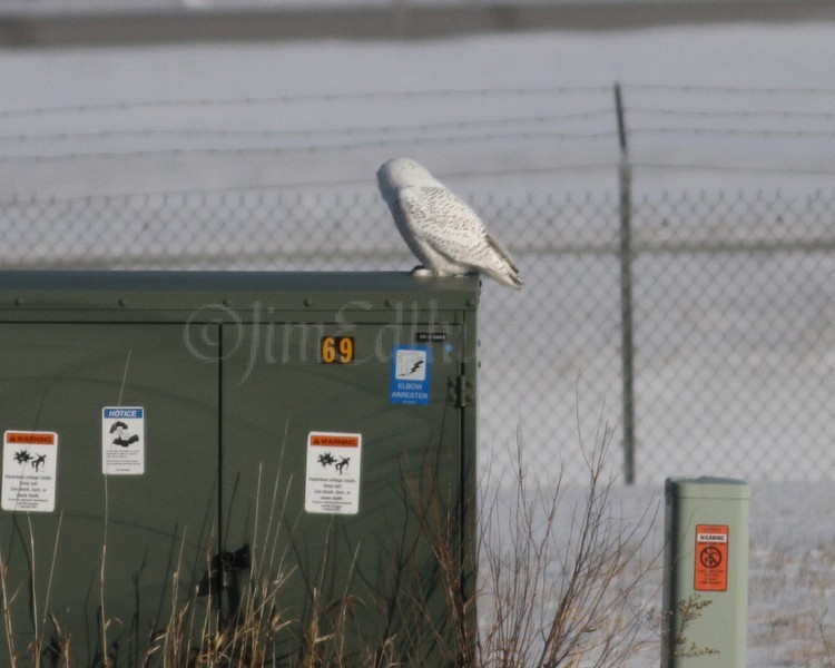 Snowy Owl #1 Waukesha Co Airport 1/15/2014