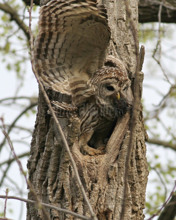 Adult exiting nest cavity.
