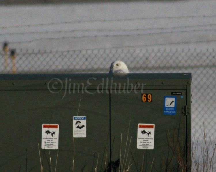 Snowy Owl #1 Waukesha Co Airport 1/15/2014