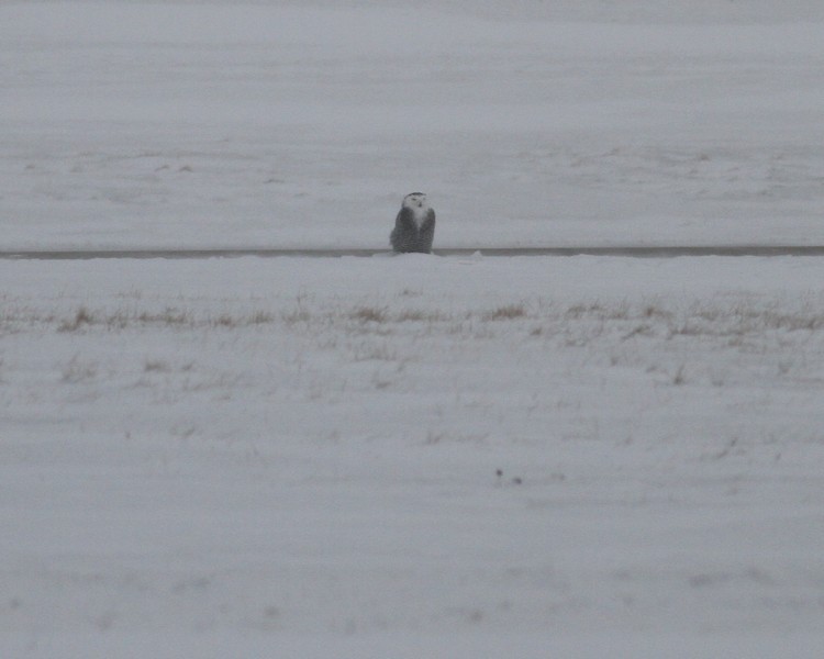 Snowy Owl #2 Waukesha Co Airport 1/16/2014, on the runway.