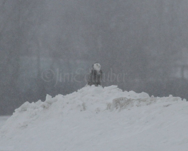 Snowy Owl #2 Waukesha Co Airport 1/16/2014, on the snow pile with snow falling.