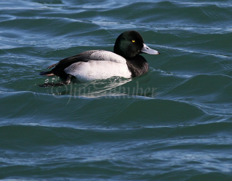Greater Scaup - Male  -  Milwaukee River Mouth / Lake Michigan Lakefront