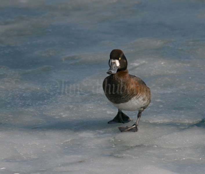 Greater Scaup - Female walking on ice - Milwaukee River Mouth / Lake Michigan Lakefront, February 2, 2014