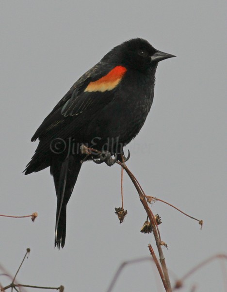 Red-winged Blackbird - M 