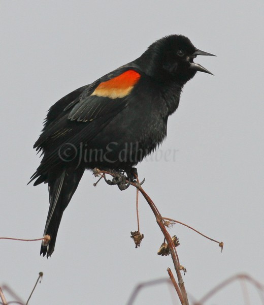 Red-winged Blackbird - M - displaying