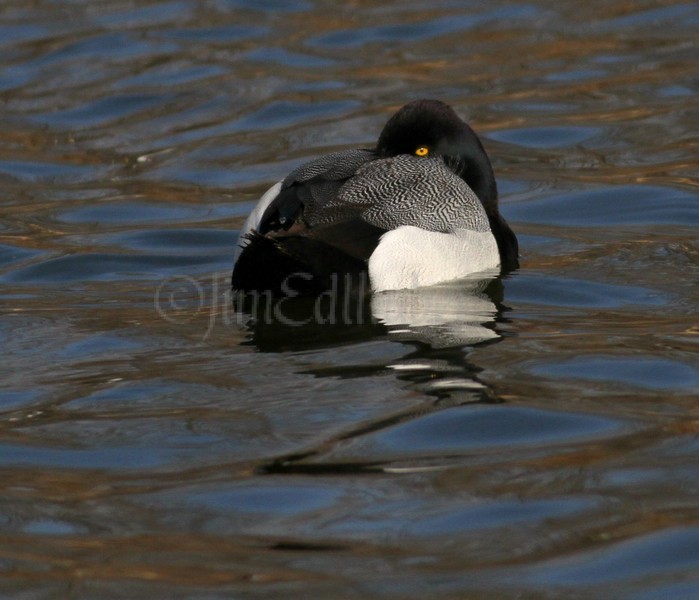 Lesser Scaup resting - Male
