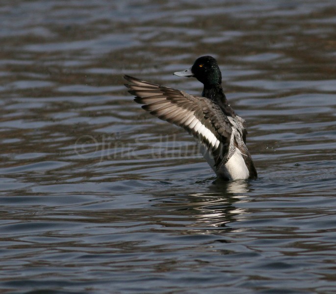 Lesser Scaup stretching - Male
