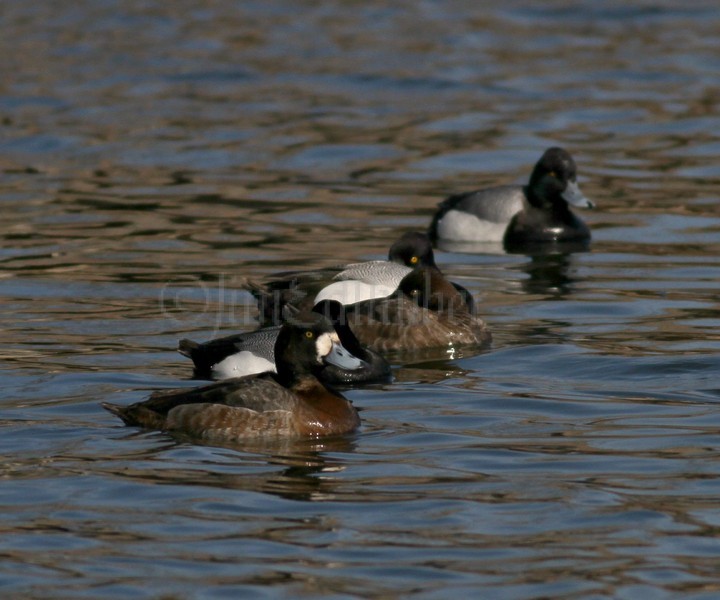 Greater Scaup front - FM, Lesser Scaup back - M