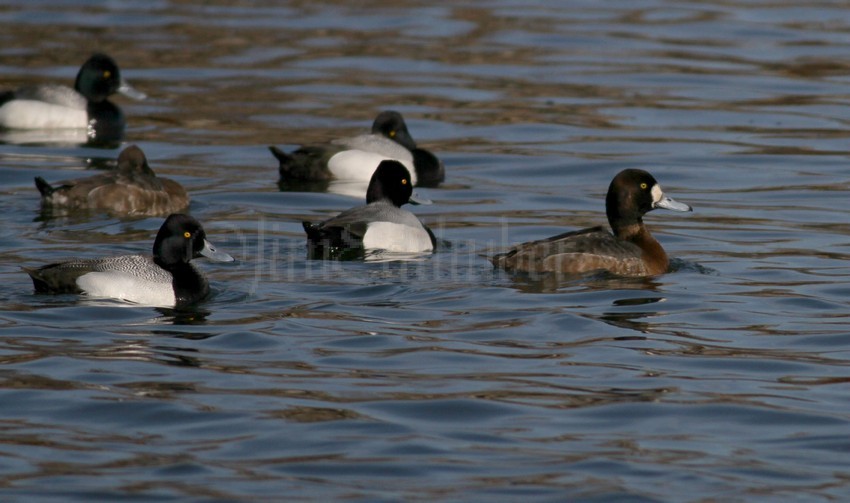 Lesser Scaup front left more peak on back of head - Male, Greater Scaup right front, more rounded head, black nail wider on bill end - F