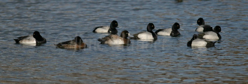 Greater Scaup middle - Female, remaining Lesser Scaups - Male, note head shapes