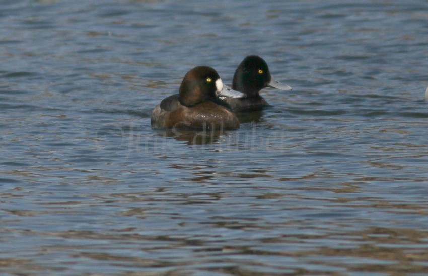 Greater Scaup front, round shaped head - Female.  Lesser Scaup behind, more pointed head - Male