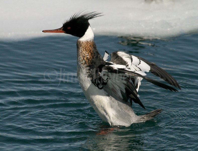 Red-breasted Merganser stretching in water - Male 