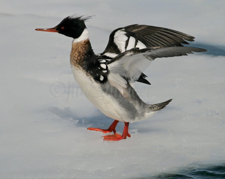 Red-breasted Merganser Stretching - Male 