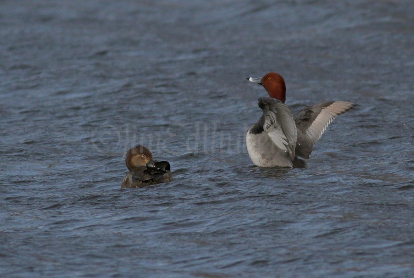 Redhead Ducks, stretching Male (r), FM (l)