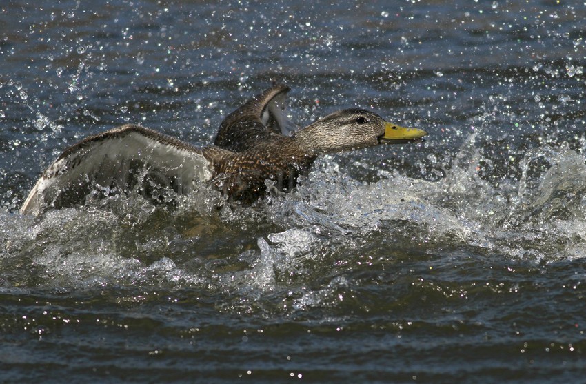 American Black Duck being chased by a Drake Mallard Duck