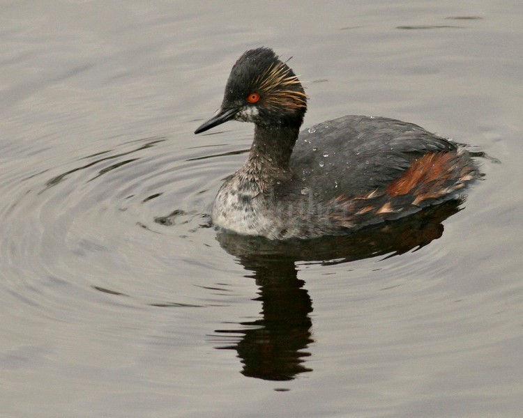 Eared Grebe Milwaukee Art Museum April 28, 2013 – Note: Eared Grebe does not have white tip on end of bill. Its bill also curves upward where the Horned is straight. The Eared Grebe has a yellow brush look material behind eye where the Horned Grebe has yellowish feathers.