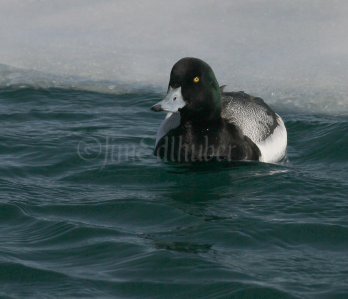 Greater Scaup - Male - Milwaukee River Mouth / Lake Michigan Lakefront, February 2, 2014