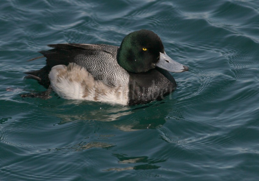 Greater Scaup - Male  -  Milwaukee River Mouth / Lake Michigan Lakefront, February 2, 2014