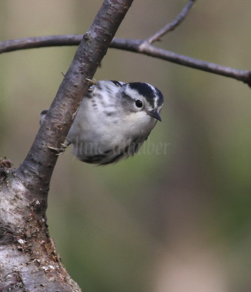Black-and-white Warbler at Wehr Nature Center May 13, 2011