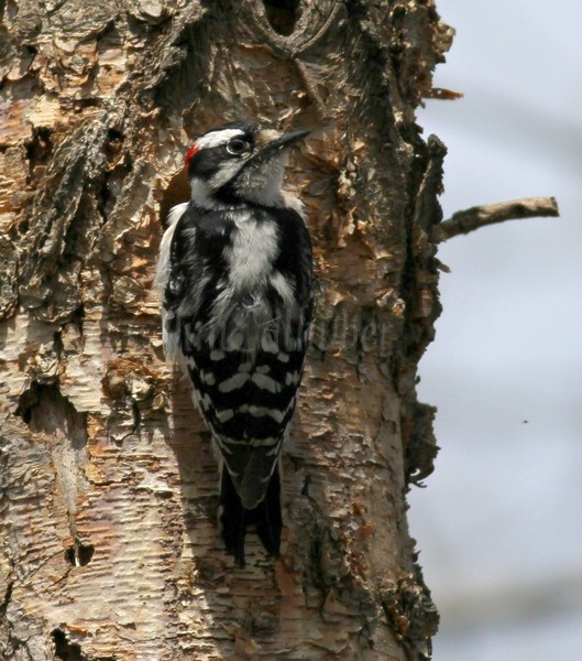Downy Woodpecker - male, working on the excavation.