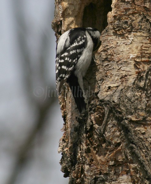 Downy Woodpecker - female, just checking out another hole.