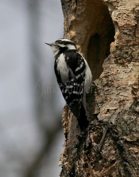 Downy Woodpecker - just checking out another hole.