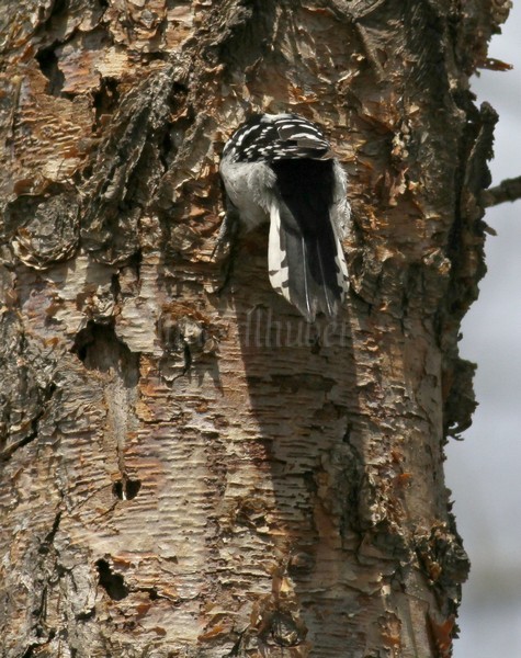 Downy Woodpecker - working on the excavation.